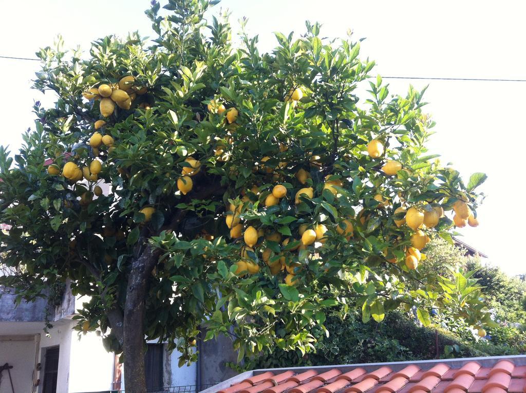 Apartamento Casa Dos Cabecinhos Paradamonte Exterior foto